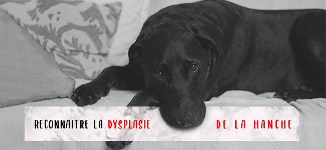 Tramadol chien prix