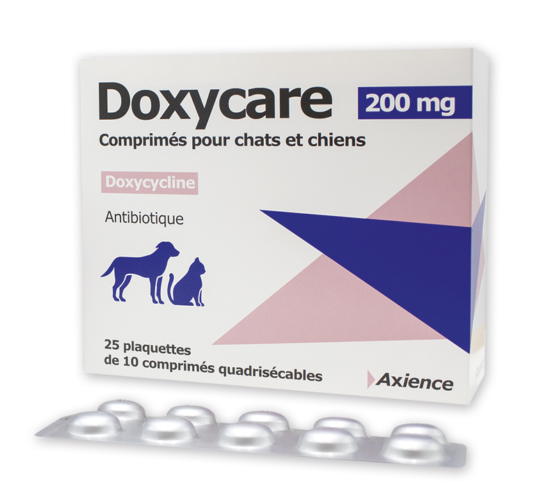 Achat amoxicilline chat