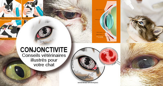 achat amoxicilline chat