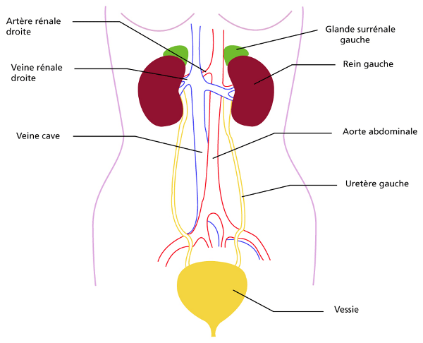 Comment acheter du lasilix