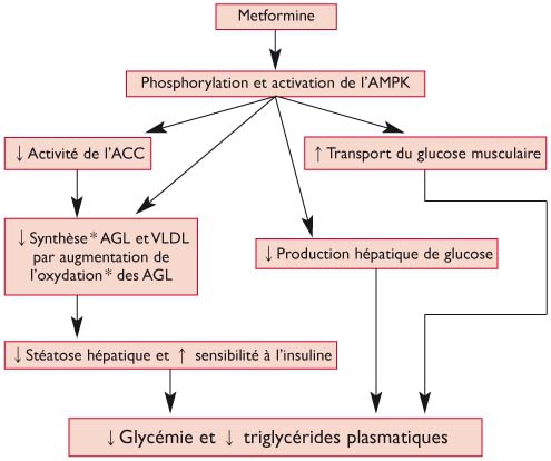 cout du metformine