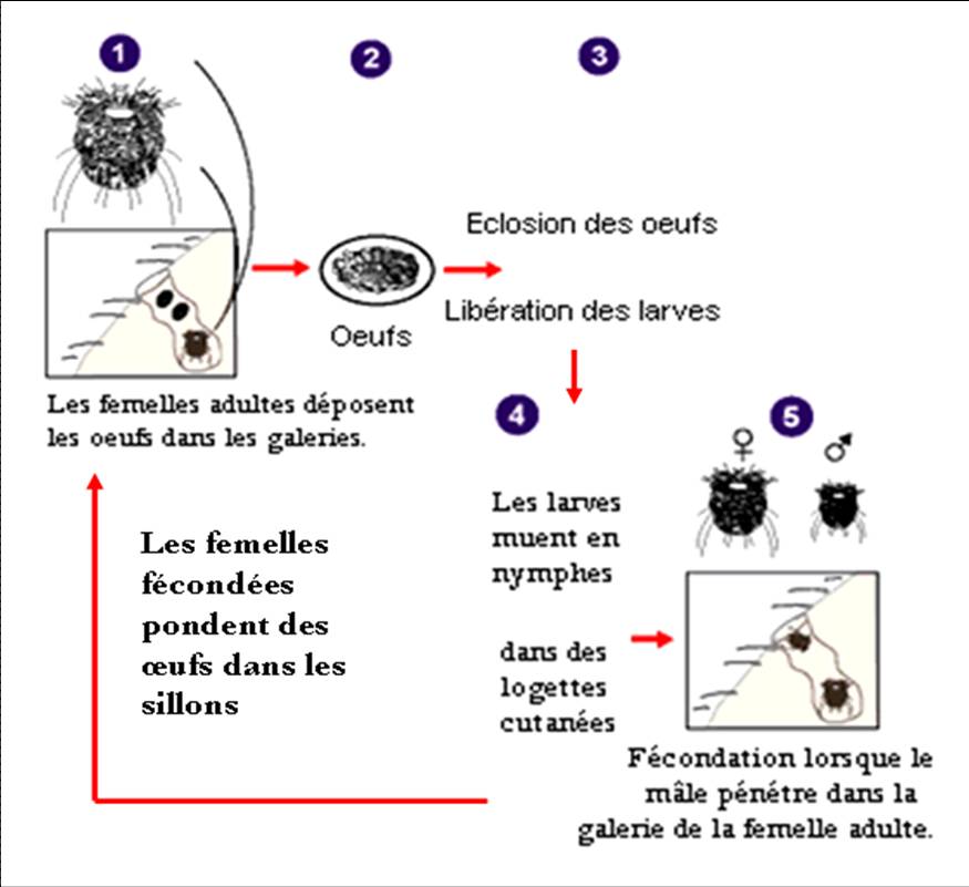 Mectizan Acheter Online