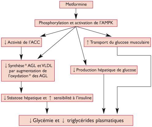 Acheter du glucophage en ligne