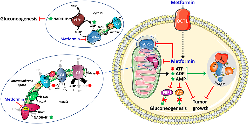 Metformin en france