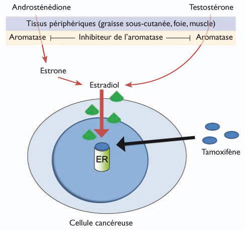 Tamoxifène 10mg online