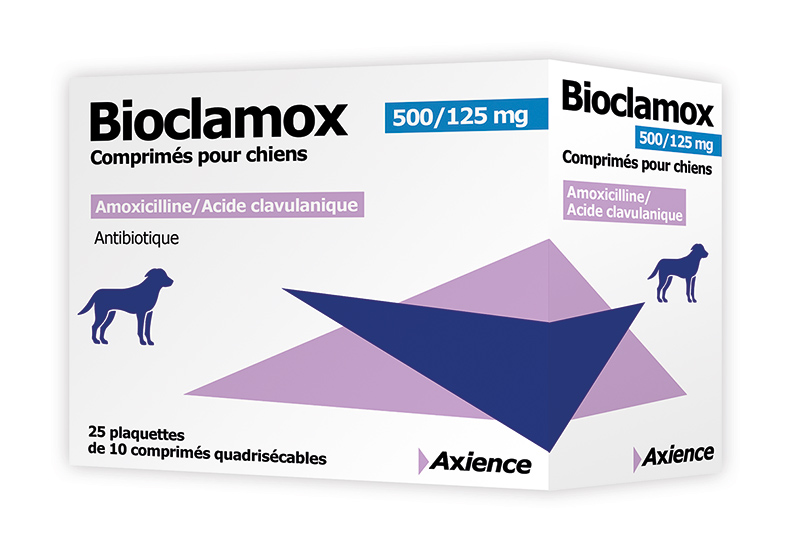 Amoxicilline pour chat prix