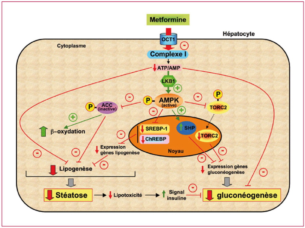 commander du metformin en ligne