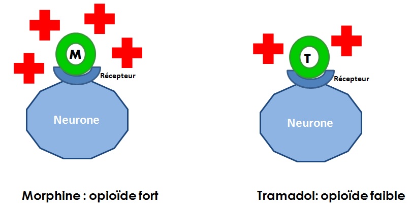 Tramadol 50 generique