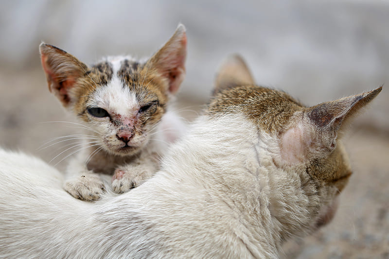 Amoxicilline chat achat