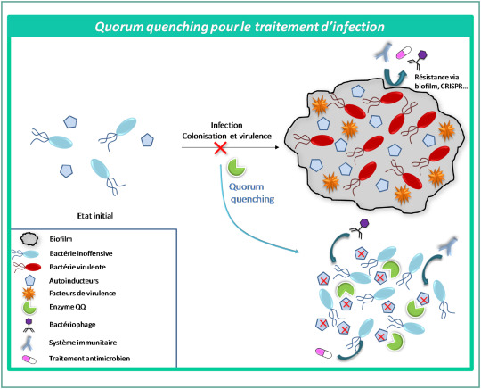 Coût Du Azithromycin