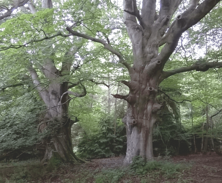 Acheter Du Aurogra Générique