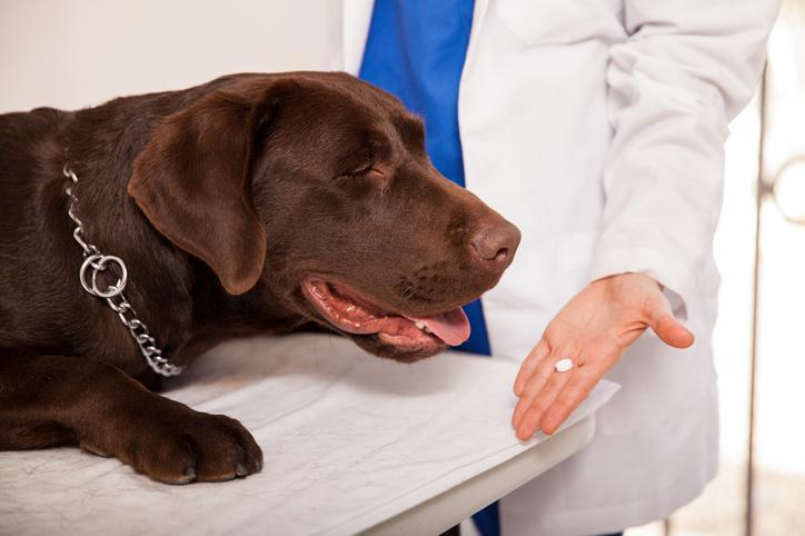 Prix du tramadol pour chien