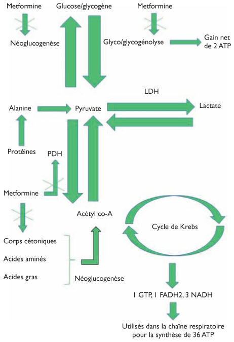 Metformine Où Acheter