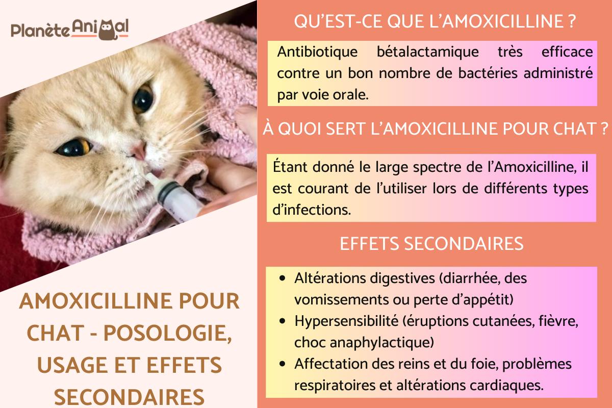 Amoxicilline Pour Chat Sans Ordonnance