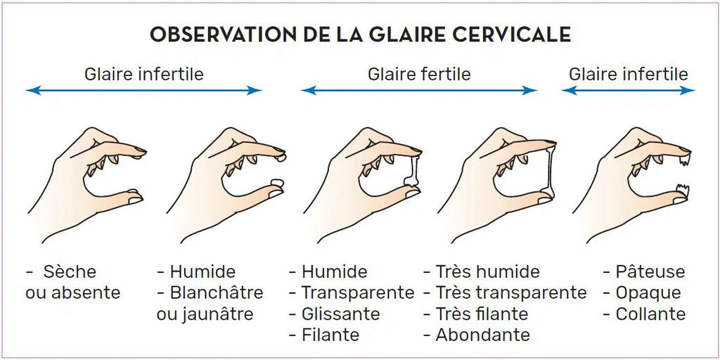 Clomiphène pilule