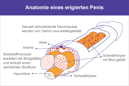 Tadalafil pilules