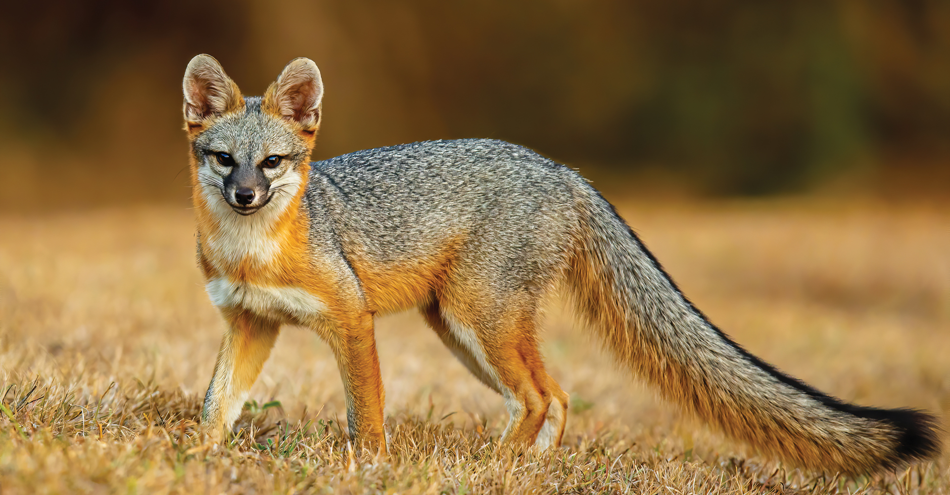 Acheter sildalis générique