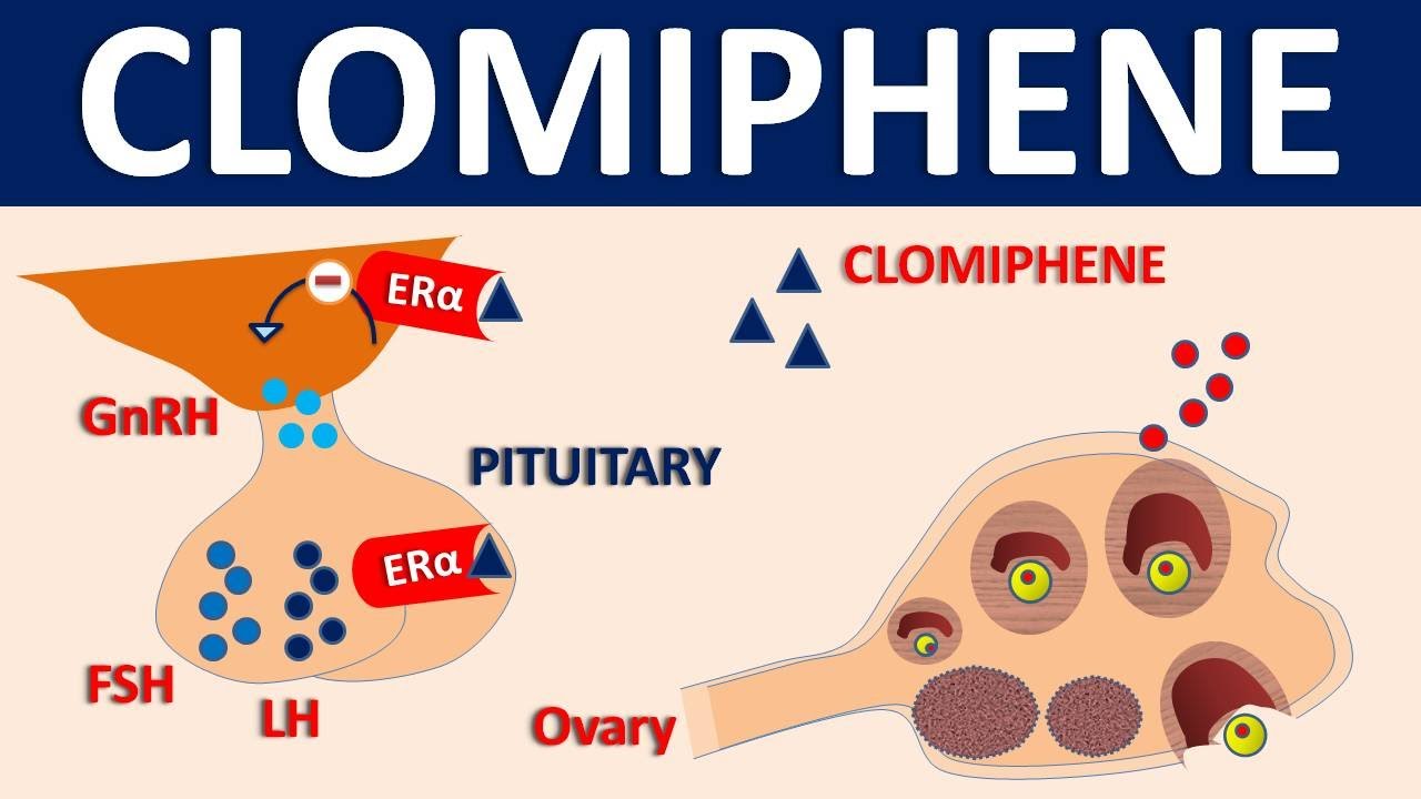 Clomiphene france acheter