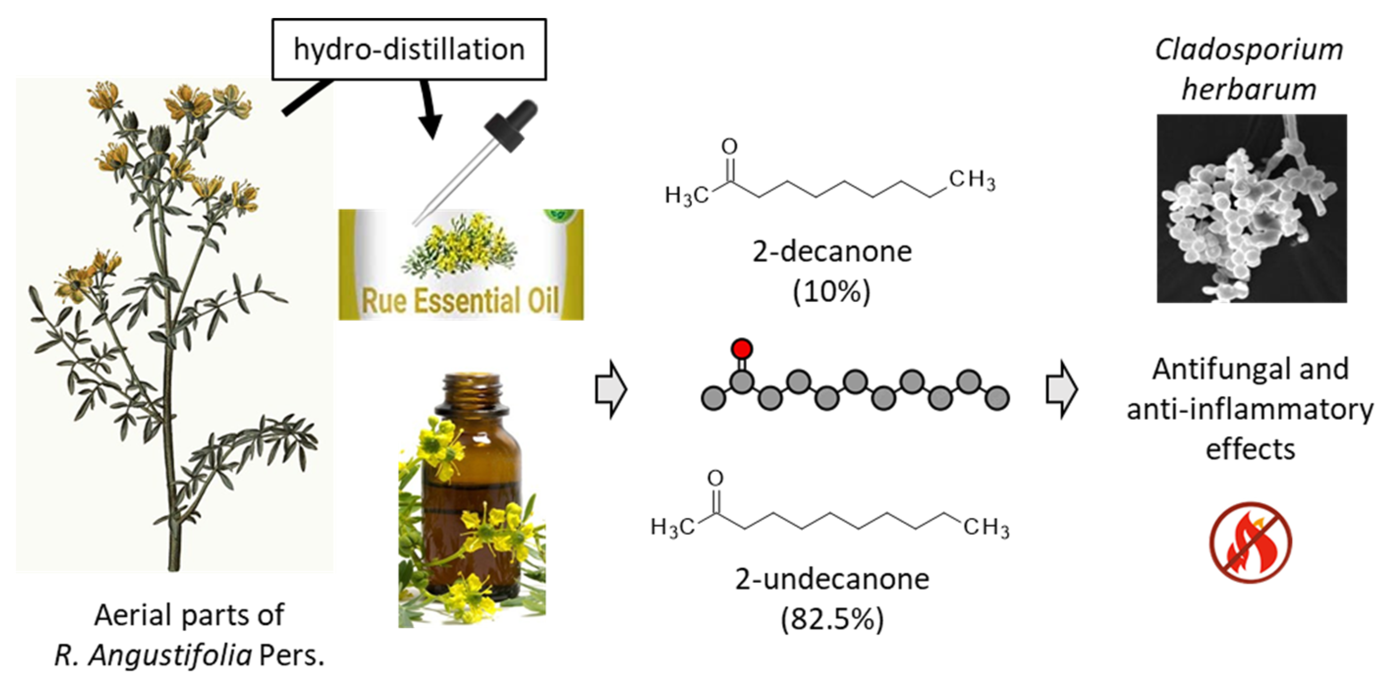 Coût du fluconazole