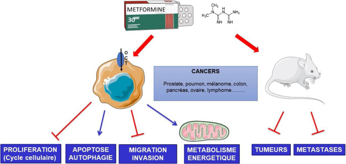 Coût du metformine