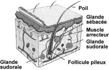 Coût Isotrex