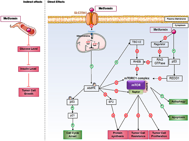 Metformin en france