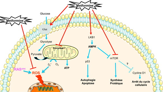 Metformin Bon Marché