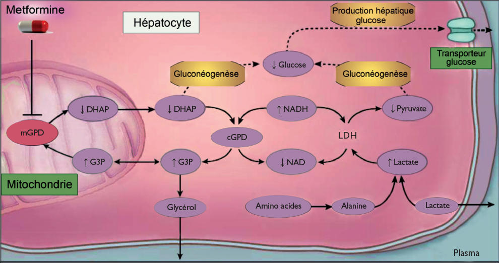 Metformin comment acheter