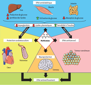 Metformin moins cher