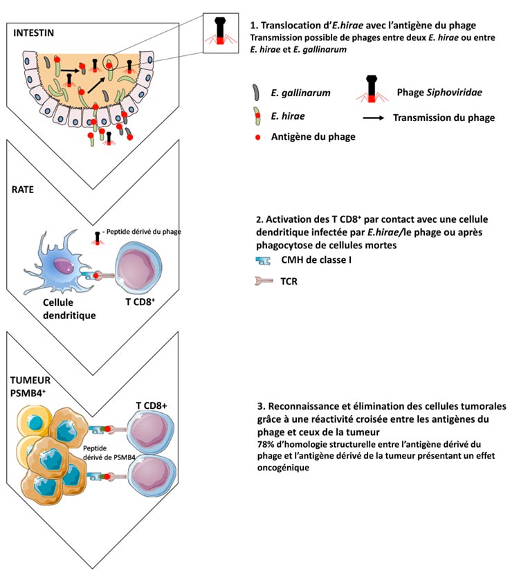 Ordre tamoxifen