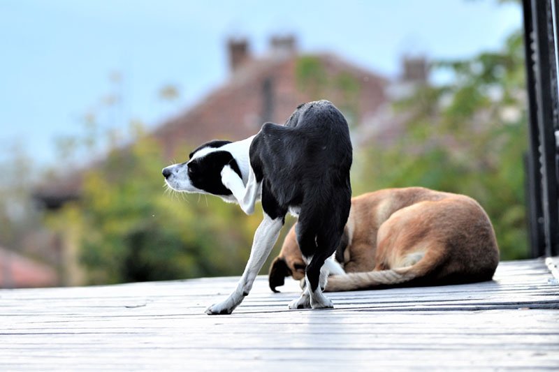 Tramadol chien prix