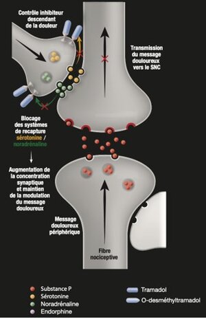 Tramadol chlorhydrate sans ordonnance